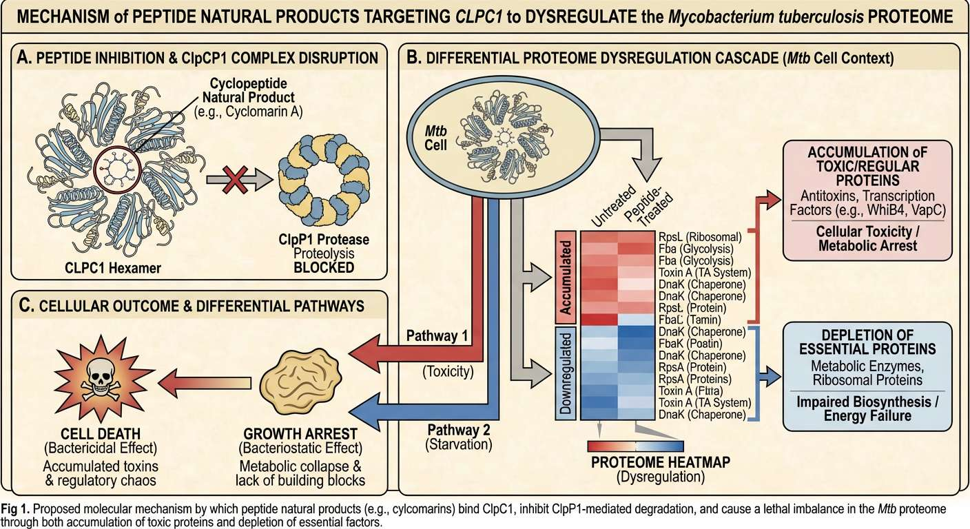 靶向 CLPC1 的多肽天然产物对结核分枝杆菌蛋白质组的差异失调